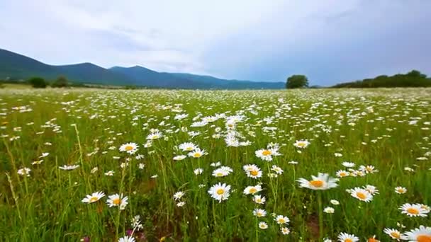 Camomila campo de flores — Vídeo de Stock