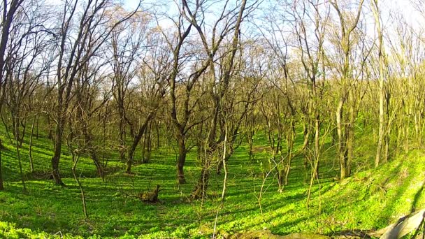 Spring trees — Stock Video