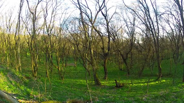 Árboles de primavera — Vídeos de Stock