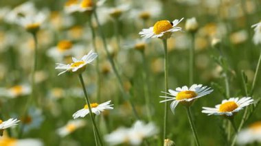 papatya çiçekleri alan