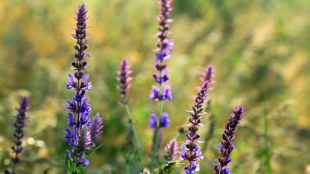 fleurs violettes