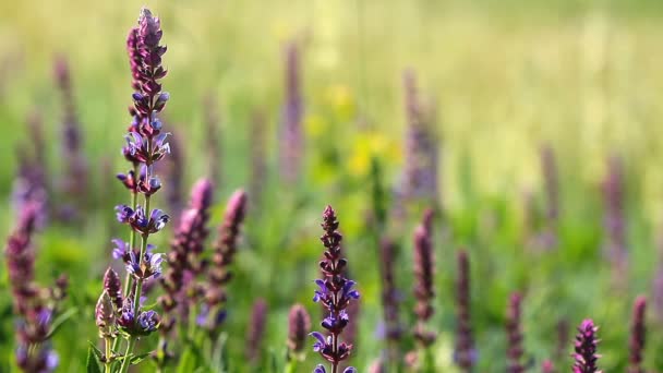 Flores púrpuras — Vídeos de Stock