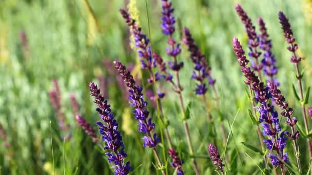 fleurs violettes