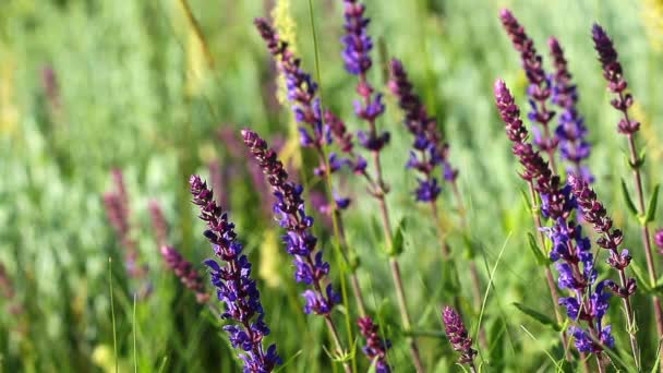 fleurs violettes