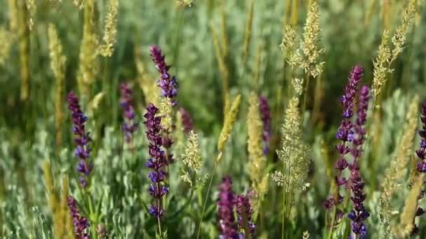 Flores púrpuras — Vídeos de Stock