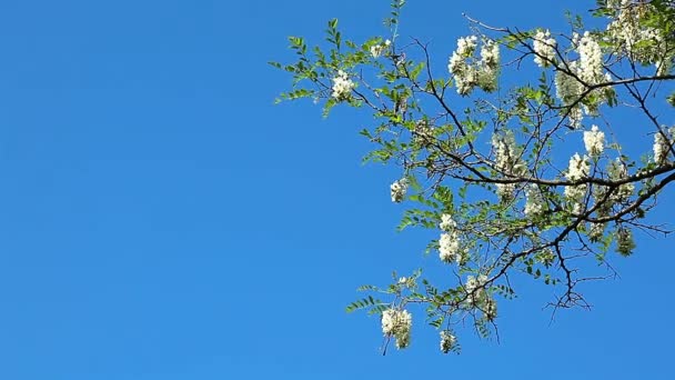 Flor de acacia — Vídeos de Stock
