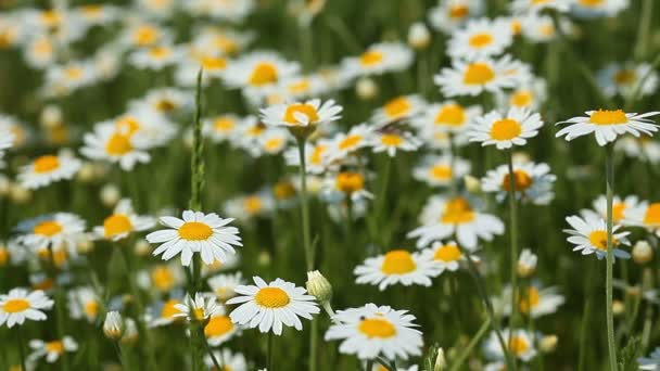 Chamomile flowers field — Stock Video