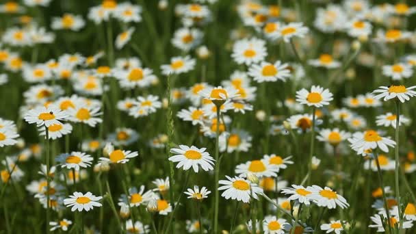 Champ de fleurs de camomille — Video