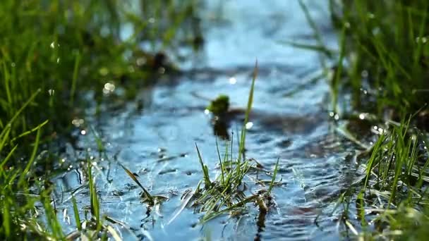 Acqua del torrente — Video Stock