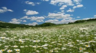 papatya çiçekleri alan