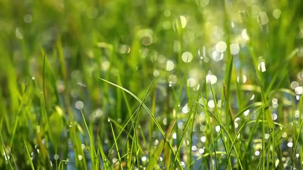 Herbe verte
