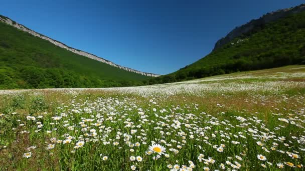 Champ de fleurs de camomille 