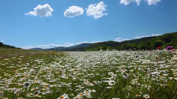 Camomila campo de flores — Vídeo de Stock