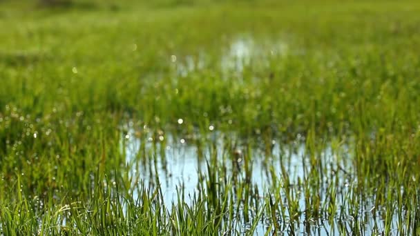Herbe verte