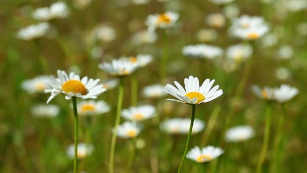 Camomila campo de flores — Vídeo de Stock