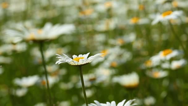 Camomila campo de flores — Vídeo de Stock