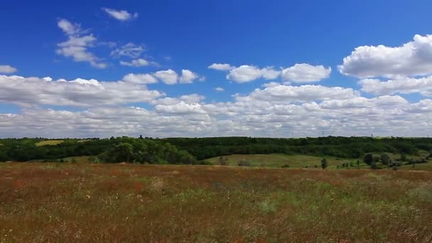 Campo de verão verde — Vídeo de Stock