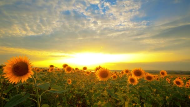 Sunflowers — Stock Video