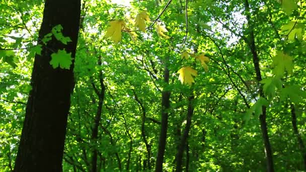 Bosque septiembre — Vídeo de stock