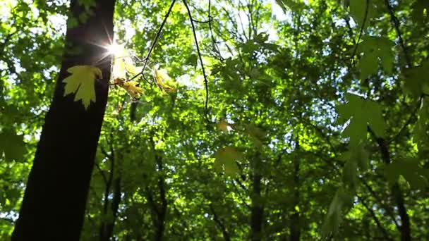 Setembro floresta — Vídeo de Stock