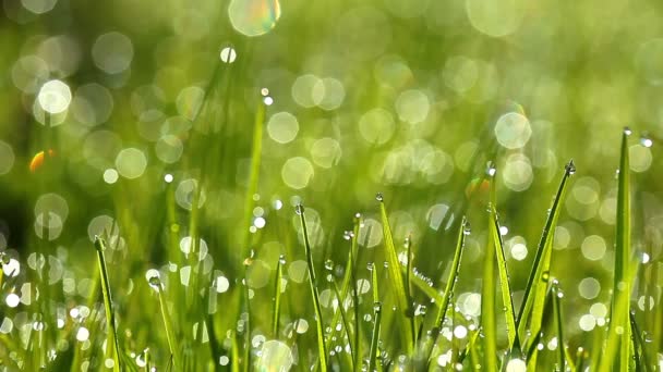 Herbe verte