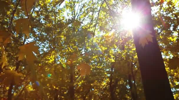 Деревянная листва — стоковое видео