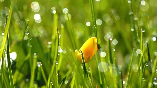 Herbe verte