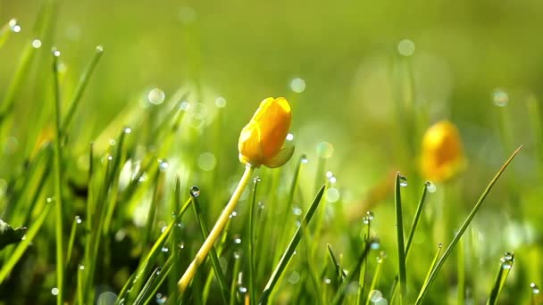 Spring yellow flowers — Stock Video