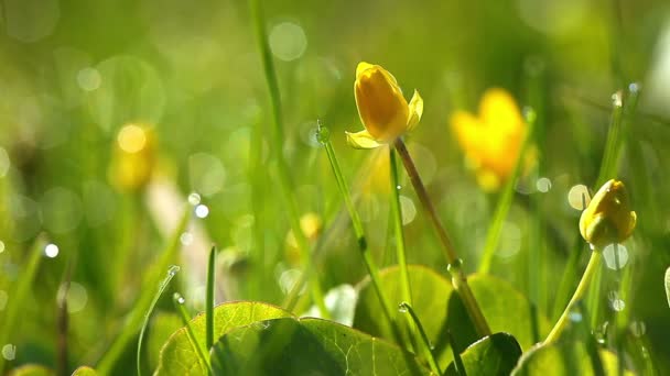 Gele Lentebloemen — Stockvideo