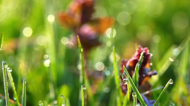 Herbe verte