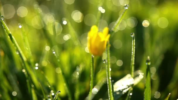 Spring yellow flower — Stock Video