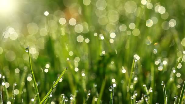 Herbe verte