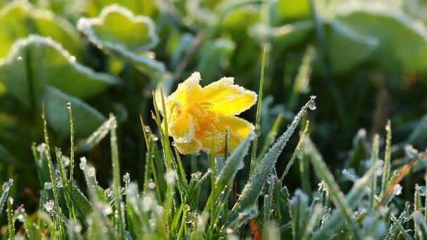 Spring yellow flower — Stock Video