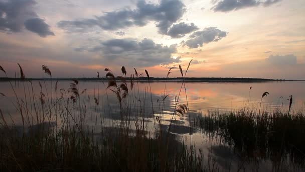 Río de verano — Vídeos de Stock