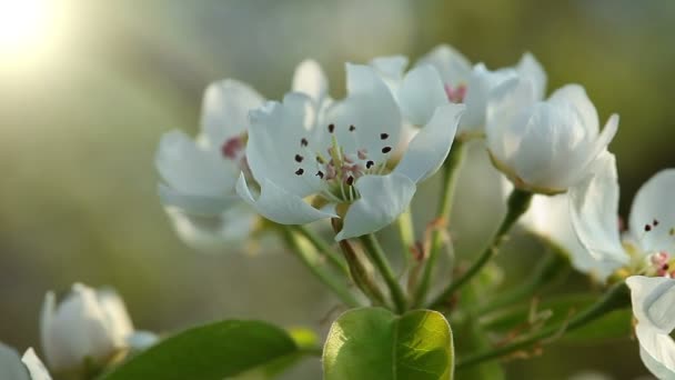 Flor de manzana — Vídeos de Stock