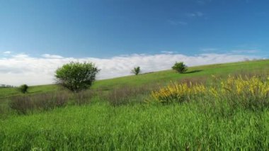 Trees in the green field