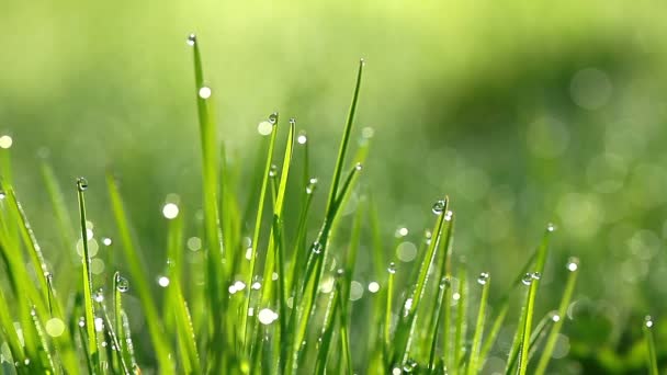Herbe verte