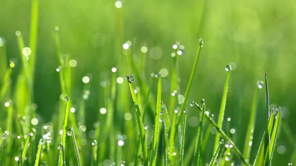 Herbe verte