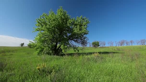 Tree in the green field — Stock Video