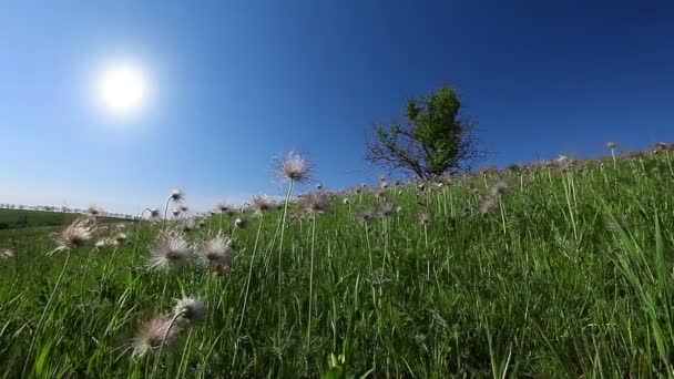 Boom in het groene veld — Stockvideo