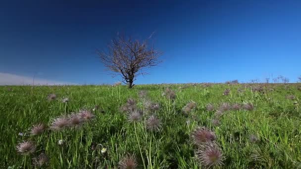 Baum auf der grünen Wiese — Stockvideo