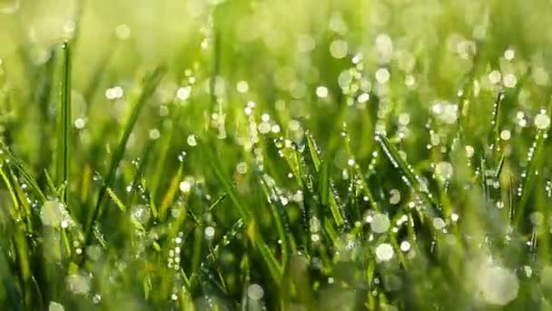Herbe verte