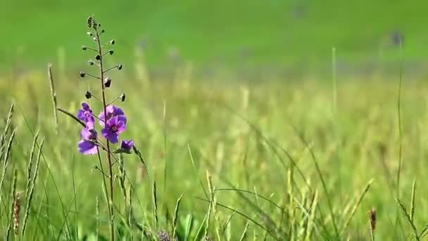 紫色的小花 — 图库视频影像