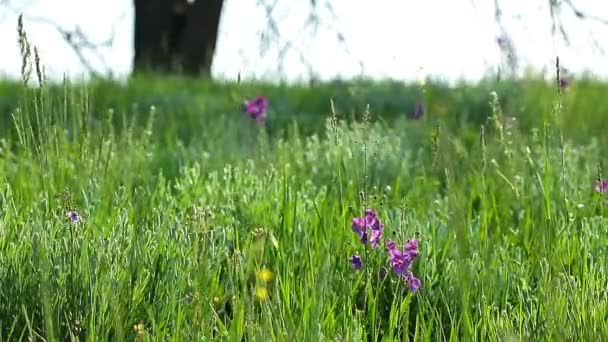 Flores púrpuras — Vídeo de stock