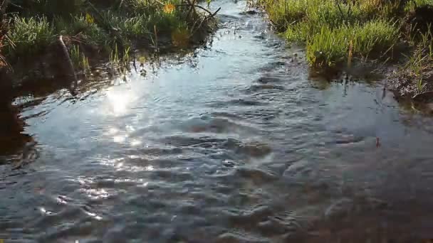 Sauberes Wasser — Stockvideo