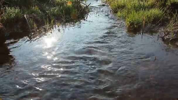 Sauberes Wasser — Stockvideo