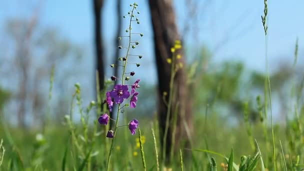 Purple flowers — Stock Video