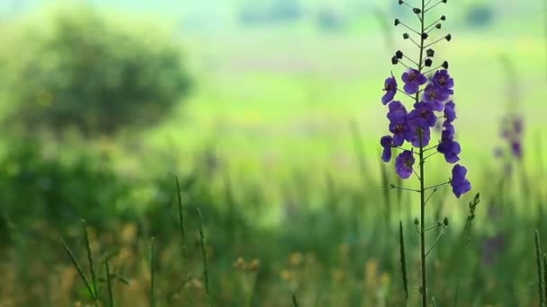 Fleurs violettes — Video