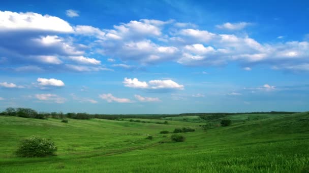 Campo verde — Vídeo de stock