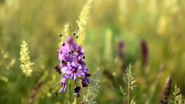 Violette Blüten — Stockvideo